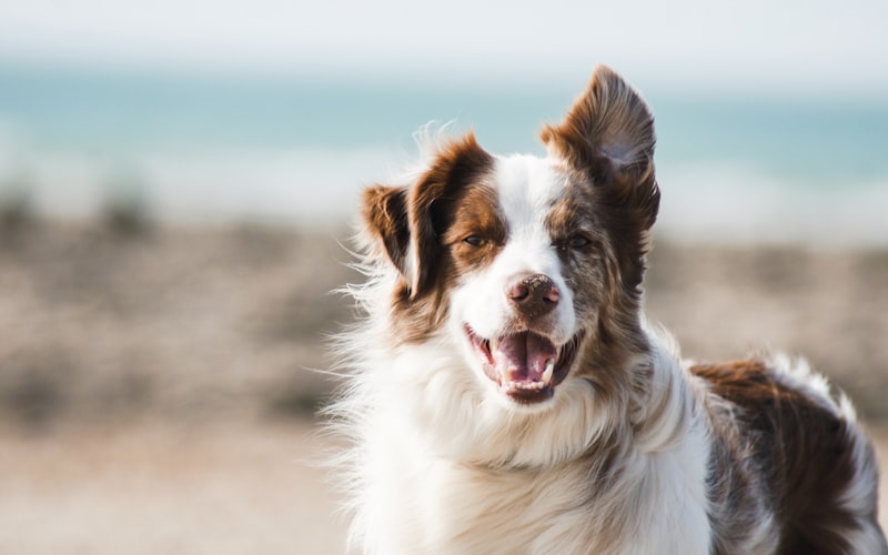 Veterinary Courses